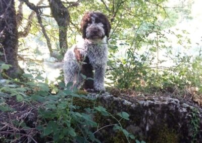 Casabona - Allevamento Lagotto Romagnolo