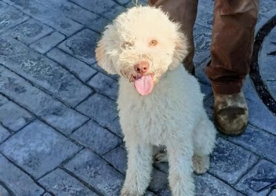 Casabona - Allevamento Lagotto Romagnolo