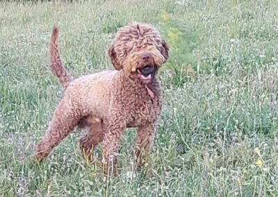 Casabona - Allevamento Lagotto Romagnolo