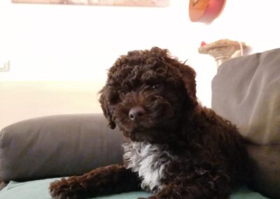 Casabona - Allevamento Lagotto Romagnolo