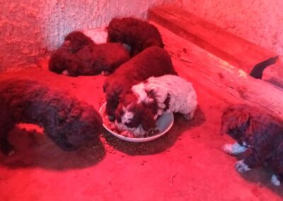 Casabona - Allevamento Lagotto Romagnolo