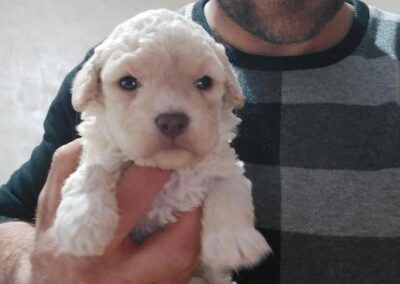 Casabona - Allevamento Lagotto Romagnolo