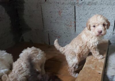 Casabona - Allevamento Lagotto Romagnolo