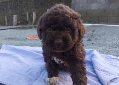 Casabona - Allevamento Lagotto Romagnolo