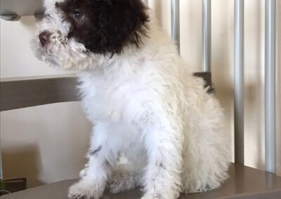 Casabona - Allevamento Lagotto Romagnolo