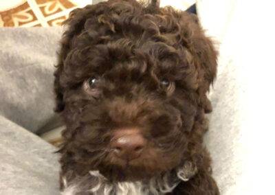 Casabona - Allevamento Lagotto Romagnolo