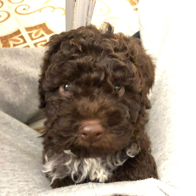 Casabona - Allevamento Lagotto Romagnolo