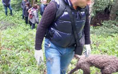 Lagotto Romagnolo: il cane da tartufo che vive nei boschi di Capizzi